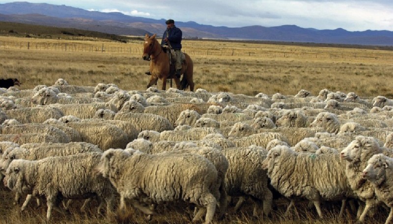 La buena calidad de la hacienda patagónica, clave para la exportación.