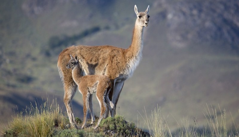 La increíble vida silvestre del Parque Patagonia 