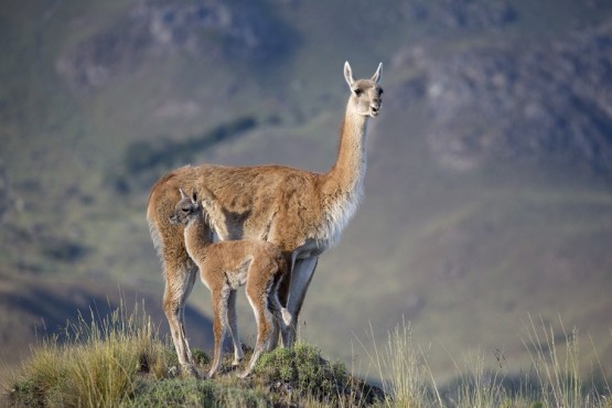 La increíble vida silvestre del Parque Patagonia 