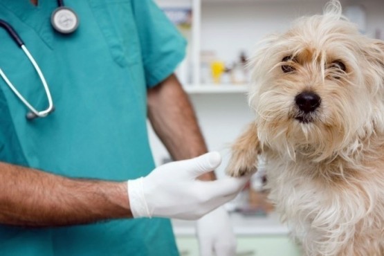 Reconocer la labor veterinaria en este contexto de Emergencia Sanitaria