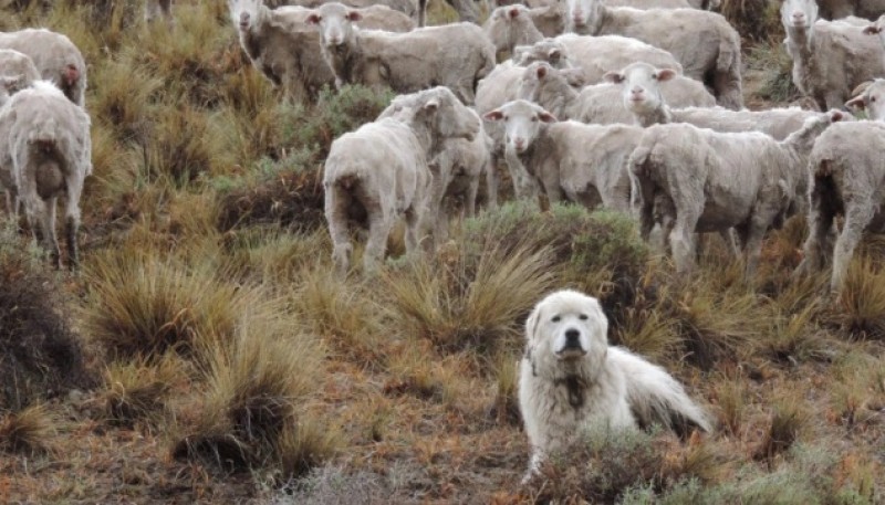 Perro pastor y ovejas (Foto INTA)