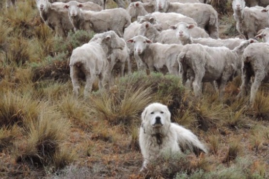 Perro pastor y ovejas (Foto INTA)