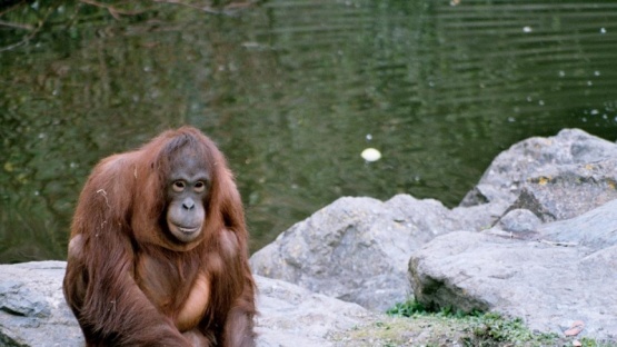 Un orangután aprendió a lavarse las manos durante la pandemia