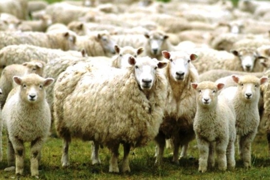 El derrumbe del precio de la lana, otro dolor de cabeza para el campo. (Archivo). 