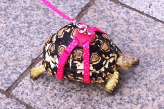 Una abuela fue multada por sacar a pasear a su tortuga