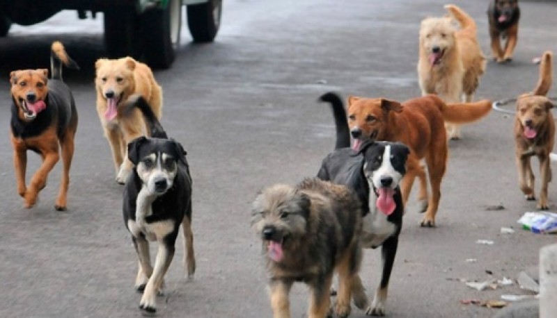 Perros en el centro de la ciudad. 