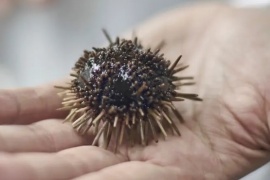 Científicos hallaron una molécula en erizos de mar que podría combatir la pandemia