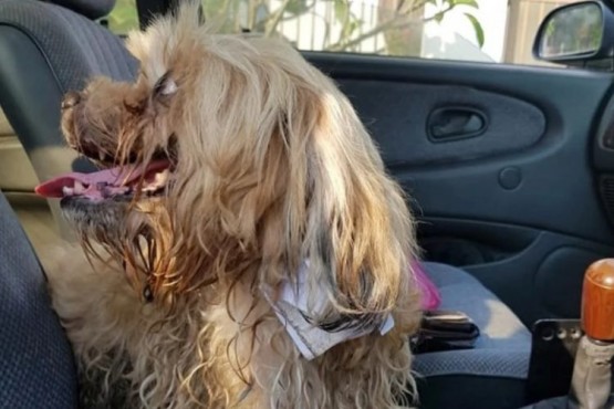 Salvó a un perro abandonado que llevaba atada una desgarradora nota en su collar