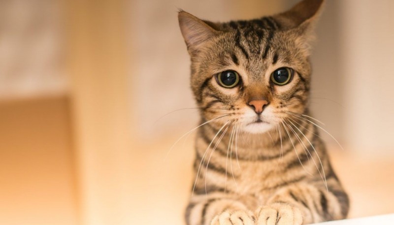 Un estudio reveló que los gatos sufren de ansiedad al separarse de sus dueños