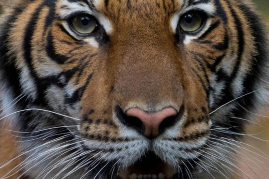 Coronavirus en EEUU: se contagiaron cinco tigres y tres leones en un Zoo