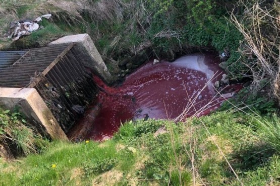 Las impactantes imágenes de un “río de sangre” a pocos metros de un matadero