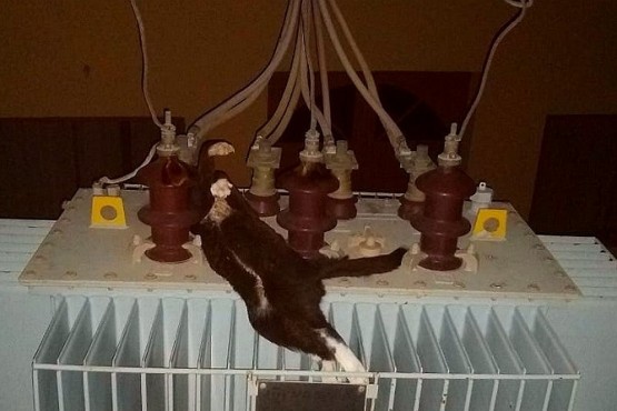 Un gato se electrocutó en un transformador y cortó la luz en los barrios