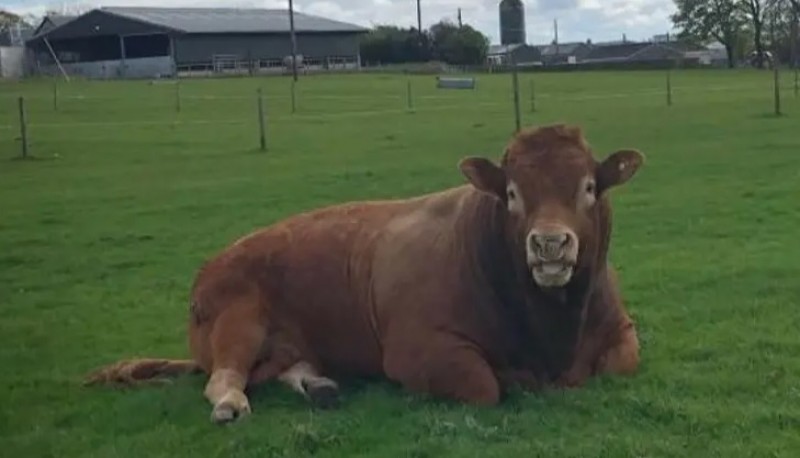 Un toro dejó a más de 700 hogares sin luz por rascarse en un poste de luz