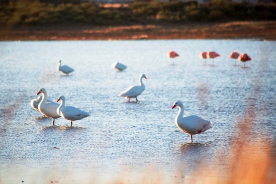 Considerable aumento de Cisnes Coscoroba en nuestros espejos de agua