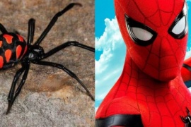 Querían tener los poderes del Hombre Araña y se hicieron picar por una viuda negra