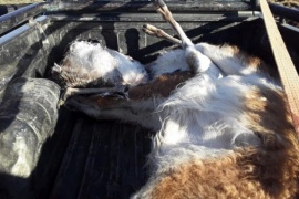 Matrimonio sorprendido cazando guanacos y choiques