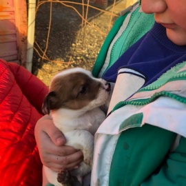 Cachorros en adopción