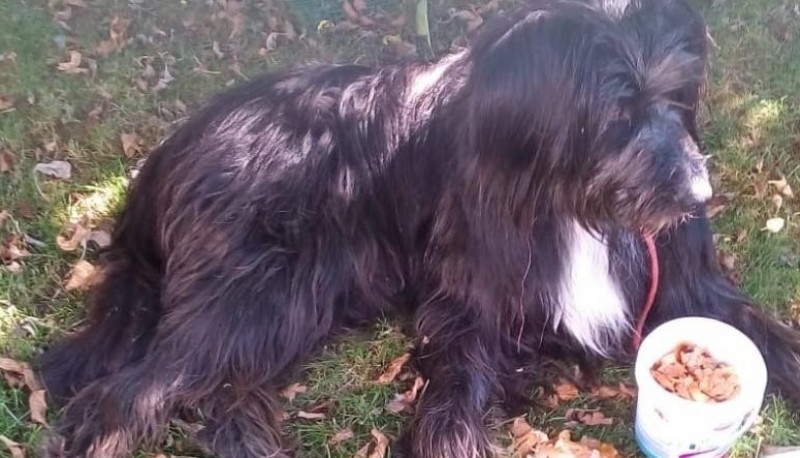 Adoptó a un perro para salir durante la cuarentena y luego lo abandonó