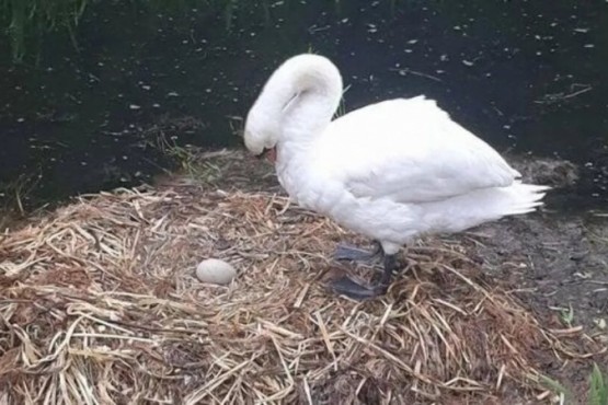 Cisne murió de tristeza porque le rompieron sus huevos a ladrillazos