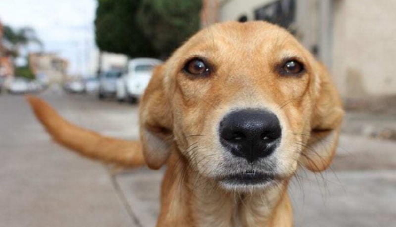 Un perro atrapó a un ladrón en un restaurante y alertó a la Policía