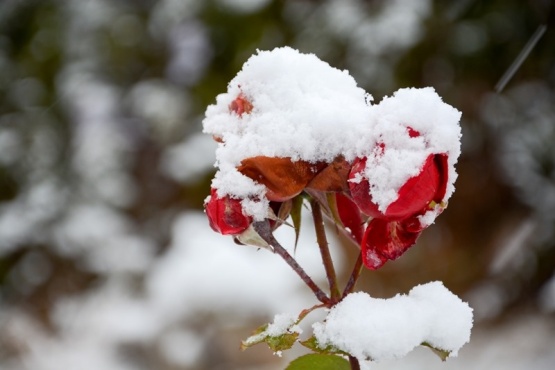 Flor tapad de nieve (Foto: F.Capadona).