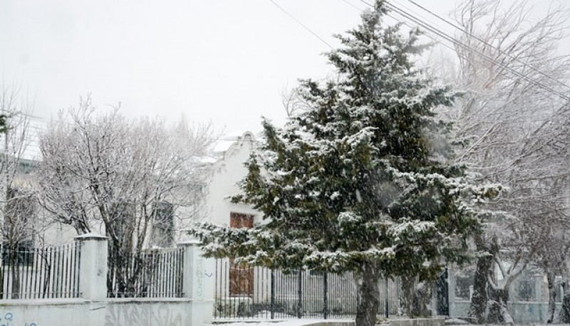 Árbol nevado (Foto archivo - Capadora).