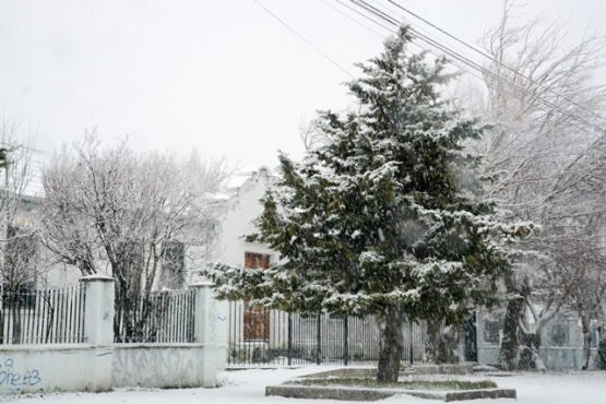 Árbol nevado (Foto archivo - Capadora).