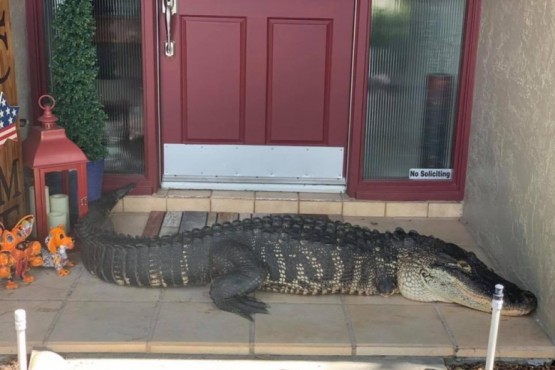 Una familia encontró un cocodrilo manco de tres metros en la puerta de su casa 