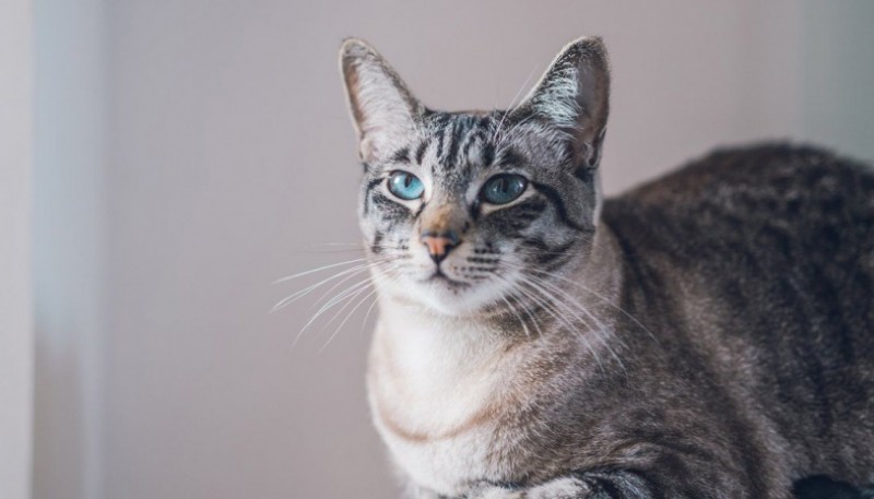 Una anciana murió tras ser arañada y lamida por su gata