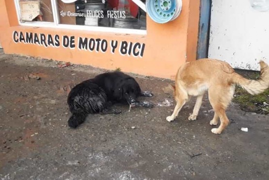 Perros encontrados en la vía pública por proteccionistas  