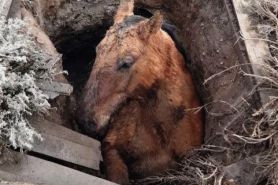 Caballo escapaba de los perros y cayó a un pozo ciego