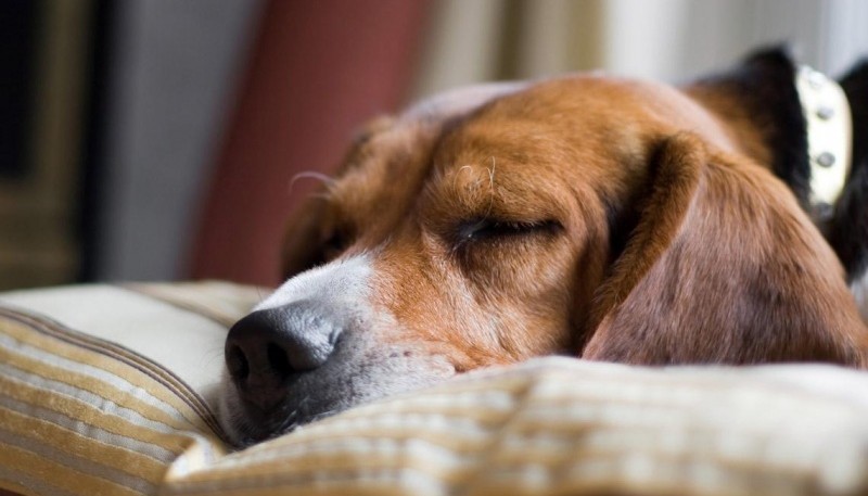 Se reveló el motivo por el que los perros rascan la cama antes de dormir