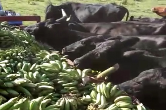 Filmaron cómo alimentaban a vacas con bananas y el video se volvió viral