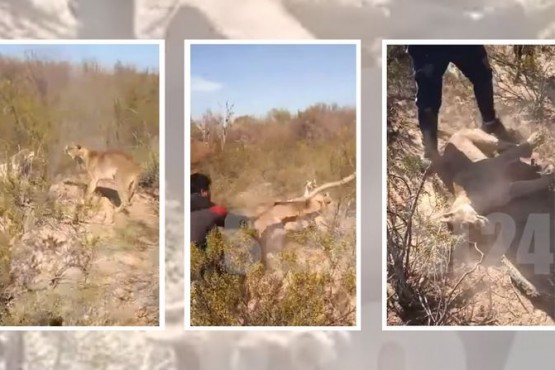 Mataron a un puma a palazos y filmaron el ataque