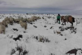 “Impactará de manera significativa a la actividad ganadera provincial”