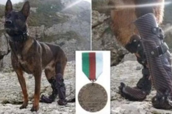 Distinguieron a Kuno, el perro que luchó contra Al Qaeda y perdió dos patas