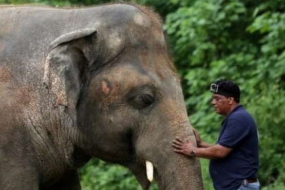 La triste historia de Kaavan, el elefante que vivió 35 años encerrado en un zoológico