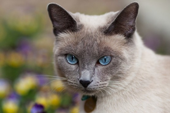 Qué es la pica, el trastorno que hace que algunos gatos coman tierra