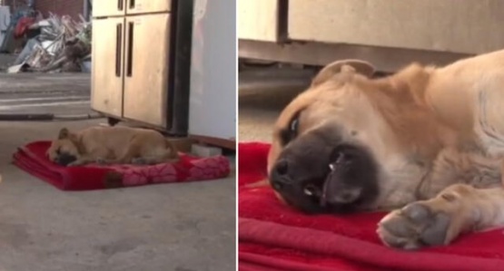 Un perro llora desconsoladamente mientras duerme tras ser víctima de maltrato