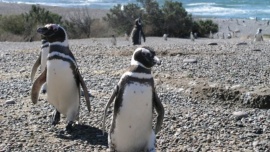 Los pingüinos comenzaron a llegar "sanos y fuertes" a las reservas