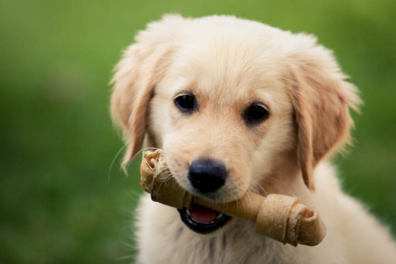 Qué puede pasar si a tu cachorro le das alimento para perros adultos