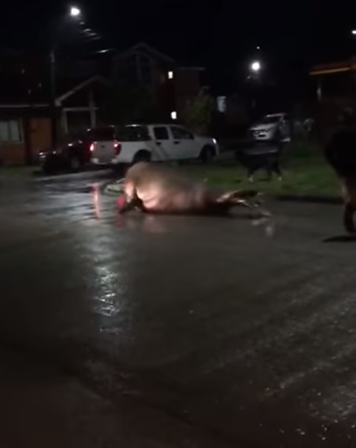 Elefante marino salió a pasear por las calles de una ciudad