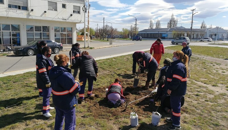 Se completó la colocación de rosales en la Avenida Gregores