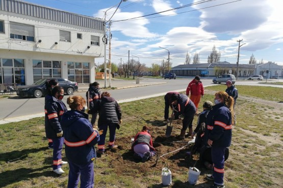 Se completó la colocación de rosales en la Avenida Gregores