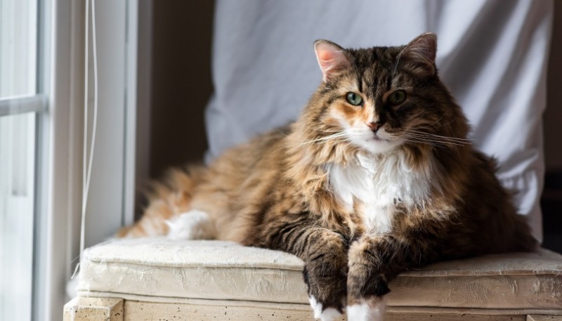 Lloró la muerte de su gata, la enterraron, pero horas después apareció viva