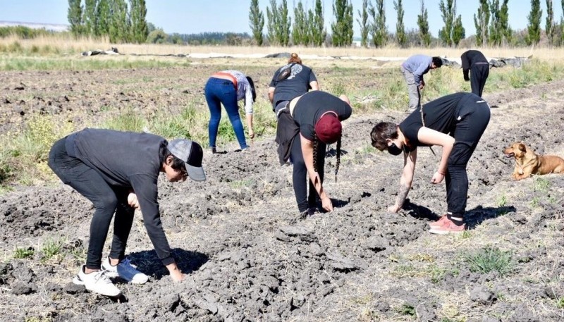 Unos 20 productores trabajan 150 hectáreas recuperadas de producción