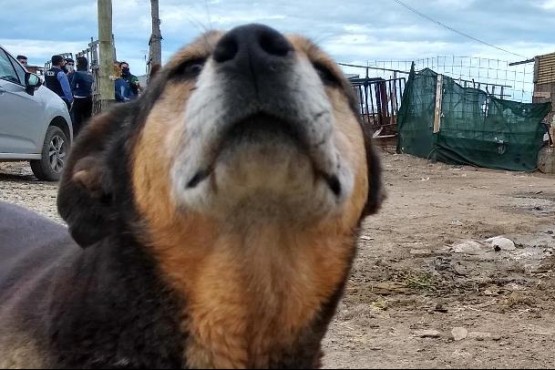 Las proteccionistas expusieron que los animales están sin alimento y con visibles problemas de salud.