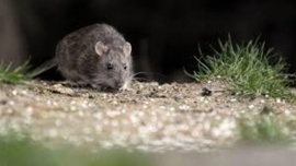 Tres jóvenes internados con síntomas de hantavirus en Esquel