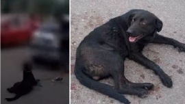 Imputaron a la docente que ató a su perro al auto y lo arrastró