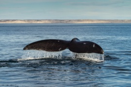 Se viene una película sobre las ballenas de Peninsula de Valdéz